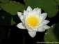 fondos de flor de nenufar hasta 2560x1920